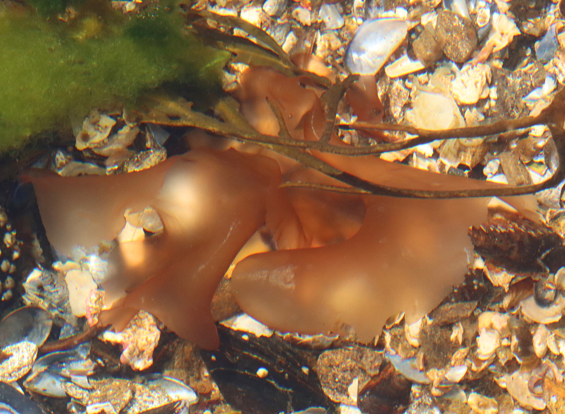 Laver - Pyropia leucosticta Soft, nearly transparent, ribless algae. Species ID is difficult to distinguish, but I think this is probably Pyropia leucosticta because it was small (~12 cm), had a tiny stipe, and was growing as an epiphyte on another seaweed. Other similar species are larger and thicker.<br />
<br />
Habitat: Intertidal zone; Giant Stairs/Bailey Island Geotagged,Laver,Porphyra leucosticta,Pyropia,Pyropia leucosticta,Spring,United States,algae,porphyra,red seaweed,rhodophyta,seaweed