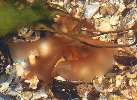 Laver - Pyropia leucosticta Soft, nearly transparent, ribless algae. Species ID is difficult to distinguish, but I think this is probably Pyropia leucosticta because it was small (~12 cm), had a tiny stipe, and was growing as an epiphyte on another seaweed. Other similar species are larger and thicker.

Habitat: Intertidal zone; Giant Stairs/Bailey Island Geotagged,Laver,Porphyra leucosticta,Pyropia,Pyropia leucosticta,Spring,United States,algae,porphyra,red seaweed,rhodophyta,seaweed