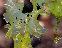 Epiphytic Brown Algae (Myrionema strangulans) Growing on Sea Lettuc (Ulva Lactuca) The brown spots are Myrionema strangulans, which is an epiphytic brown algae, which grows on Ulva sp. Infestations decrease growth rates in wild populations and reduce the market value of commercially grown Ulva.<br />
<br />
Habitat: Intertidal zone<br />
https://www.jungledragon.com/image/136324/sea_lettuce_-_ulva_lactuca.html Geotagged,Myrionema,Myrionema strangulans,Spring,Ulva,United States,algae,brown algae,epiphyte,green seaweed,seaweed
