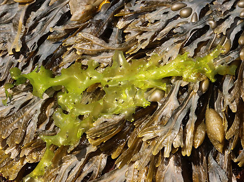 Sea Lettuce - Ulva lactuca This sea lettuce was infested with Myrionema strangulans:
https://www.jungledragon.com/image/136323/epiphytic_brown_algae_myrionema_strangulans_growing_on_sea_lettuc_ulva_lactuca.html

Habitat: Intertidal zone Geotagged,Green Laver,Myrionema,Myrionema strangulans,Spring,Ulva,Ulva lactuca,United States,algae,laver,seaweed