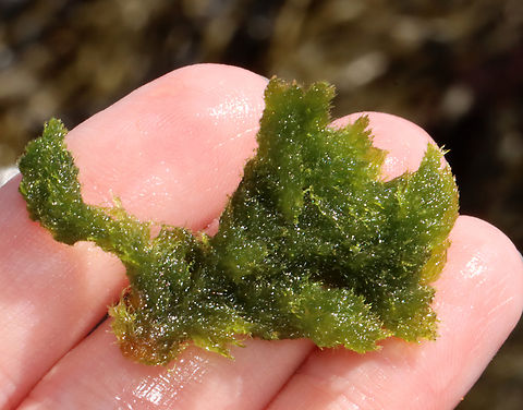 Green Rope - Acrosiphonia coalita *Tentative ID

This stuff feels so weird -- like a cross between a sponge and a dreadlock.

Habitat: Intertidal Acrosiphonia coalita,Geotagged,Green Rope,Spring,United States