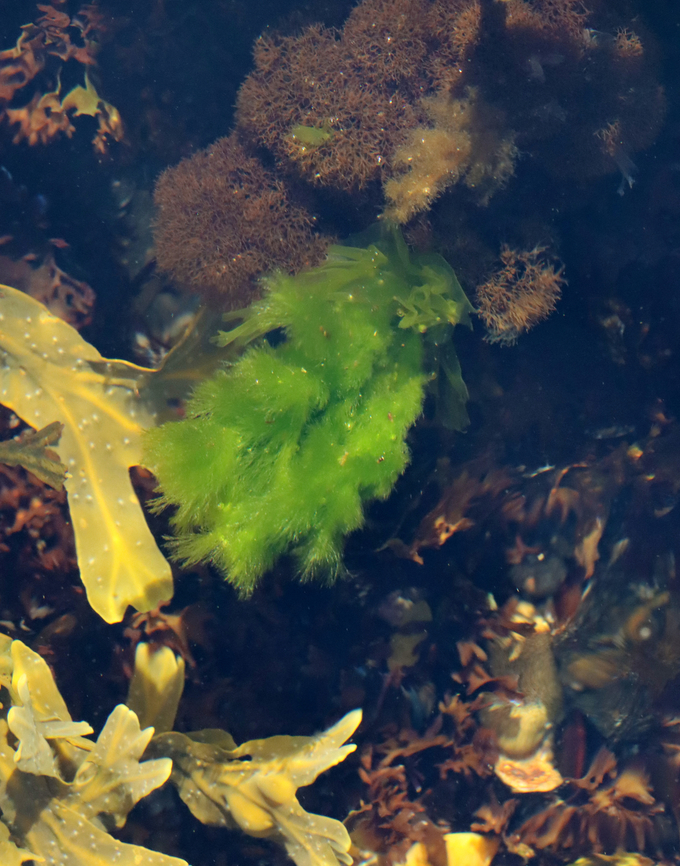 Green Rope - Acrosiphonia coalita *Tentative ID<br />
<br />
This stuff feels so weird -- like a cross between a sponge and a dreadlock.<br />
<br />
Habitat: Intertidal Acrosiphonia coalita,Geotagged,Green Rope,Spring,United States