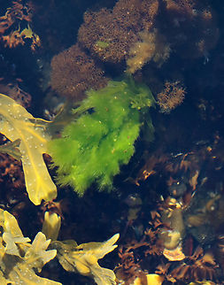 Green Rope - Acrosiphonia coalita *Tentative ID

This stuff feels so weird -- like a cross between a sponge and a dreadlock.

Habitat: Intertidal Acrosiphonia coalita,Geotagged,Green Rope,Spring,United States