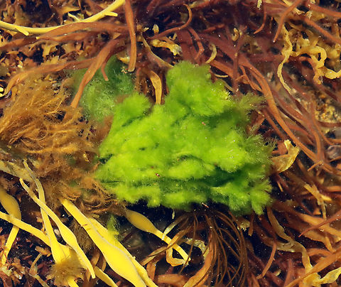 Green Rope - Acrosiphonia coalita *Tentative ID

This stuff feels so weird -- like a cross between a sponge and a dreadlock.

Habitat: Intertidal Acrosiphonia,Acrosiphonia coalita,Chlorphyta,Geotagged,Green Rope,Spring,United States,algae,green algae,seaweed