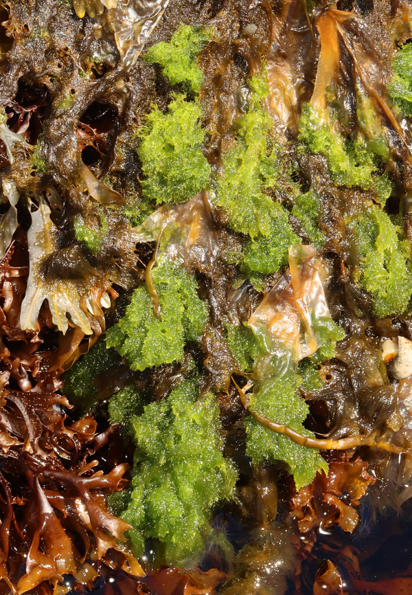 Green Rope - Acrosiphonia coalita *Tentative ID<br />
<br />
This stuff feels so weird -- like a cross between a sponge and a dreadlock.<br />
<br />
Habitat: Intertidal Acrosiphonia coalita,Geotagged,Green Rope,Spring,United States