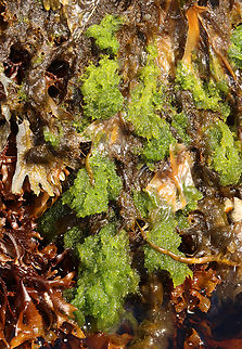 Green Rope - Acrosiphonia coalita *Tentative ID

This stuff feels so weird -- like a cross between a sponge and a dreadlock.

Habitat: Intertidal Acrosiphonia coalita,Geotagged,Green Rope,Spring,United States