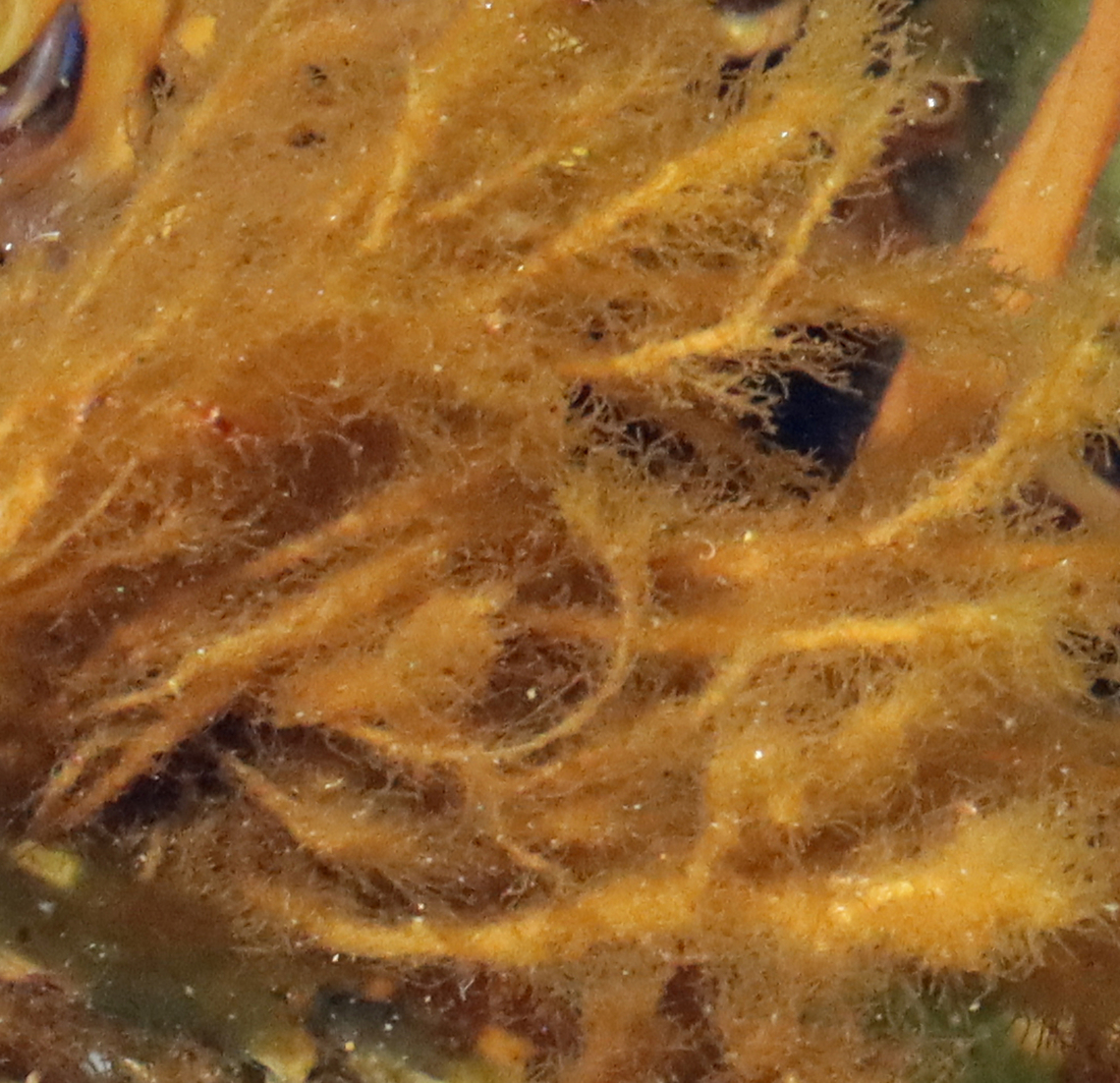 Brown Algae - Class Phaeophyceae?? It was growing as an epiphyte and had main branches with tiny, soft branchlets. I thought it might be a type of sour weed (such as Desmarestia viridis), but am not sure.<br />
<br />
Habitat: Low tide zone<br />
<figure class="photo"><a href="https://www.jungledragon.com/image/136334/brown_algae_-_class_phaeophyceae.html" title="Brown Algae - Class Phaeophyceae??"><img src="https://s3.amazonaws.com/media.jungledragon.com/images/3232/136334_thumb.jpg?AWSAccessKeyId=05GMT0V3GWVNE7GGM1R2&Expires=1759968010&Signature=t%2FJdS%2FxsQm%2BYpQjLHPqgoqkZvms%3D" width="120" height="152" alt="Brown Algae - Class Phaeophyceae?? It was growing as an epiphyte and had main branches with tiny, soft branchlets. I thought it might be a type of sour weed (such as Desmarestia viridis), but am not sure.<br />
<br />
Habitat: Low tide zone<br />
https://www.jungledragon.com/image/136333/brown_algae_-_class_phaeophyceae.html Geotagged,Phaeophyceae,Spring,United States,algae,brown algae,seaweed" /></a></figure> Geotagged,Spring,United States