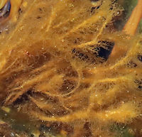 Brown Algae - Class Phaeophyceae?? It was growing as an epiphyte and had main branches with tiny, soft branchlets. I thought it might be a type of sour weed (such as Desmarestia viridis), but am not sure.<br />
<br />
Habitat: Low tide zone<br />
https://www.jungledragon.com/image/136334/brown_algae_-_class_phaeophyceae.html Geotagged,Spring,United States