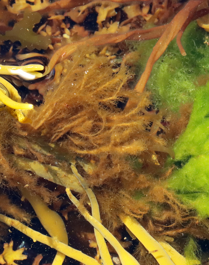 Brown Algae - Class Phaeophyceae?? It was growing as an epiphyte and had main branches with tiny, soft branchlets. I thought it might be a type of sour weed (such as Desmarestia viridis), but am not sure.<br />
<br />
Habitat: Low tide zone<br />
<figure class="photo"><a href="https://www.jungledragon.com/image/136333/brown_algae_-_class_phaeophyceae.html" title="Brown Algae - Class Phaeophyceae??"><img src="https://s3.amazonaws.com/media.jungledragon.com/images/3232/136333_thumb.jpg?AWSAccessKeyId=05GMT0V3GWVNE7GGM1R2&Expires=1759968010&Signature=fQd9YSMmFjfua2Lv%2F6MM1Gc4fe4%3D" width="200" height="194" alt="Brown Algae - Class Phaeophyceae?? It was growing as an epiphyte and had main branches with tiny, soft branchlets. I thought it might be a type of sour weed (such as Desmarestia viridis), but am not sure.<br />
<br />
Habitat: Low tide zone<br />
https://www.jungledragon.com/image/136334/brown_algae_-_class_phaeophyceae.html Geotagged,Spring,United States" /></a></figure> Geotagged,Phaeophyceae,Spring,United States,algae,brown algae,seaweed