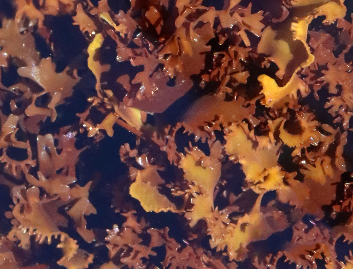 Irish Moss - Chondrus crispus Blades are flat and ribless with profuse forking. It&#039;s very variable in form and even in color.<br />
<br />
Habitat: Lower intertidal zone Chondrus crispus,Geotagged,Irish moss,Spring,United States,algae,carrageen moss,chondrus,seaweed
