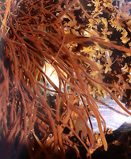 Dumont's Red Weed - Dumontia contorta *Tentative ID based on the lack of bushiness and sparse branching. Plus, this weed was hollow with tubular parts inflated or collapsed. Color was red with some portions turning yellow. 

Habitat: Low tide zone Dumontia,Dumontia contorta,Geotagged,Spring,United States,algae,red algae,rhodophyta,seaweed