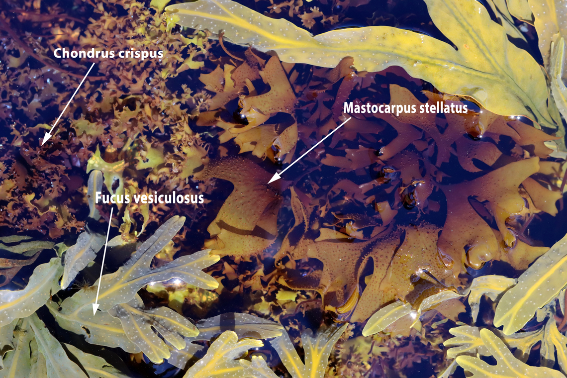 Seaweed Soup At low tide, the water levels drop enough that you can stand in the midst of the seaweed and it's so thick and dense that you can't see your feet. I liken it to soup...seaweed soup. It's beautiful and overwhelming! I always wear boots, but next time I will bring a small rake and wear gloves so I can reach into the seaweed without worrying about what creatures are hiding within.<br />
<br />
Habitat: Low tide zone Geotagged,Spring,United States,algae,intertidal,low tide zone,seaweed,tide pool