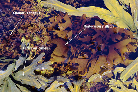 Seaweed Soup At low tide, the water levels drop enough that you can stand in the midst of the seaweed and it's so thick and dense that you can't see your feet. I liken it to soup...seaweed soup. It's beautiful and overwhelming! I always wear boots, but next time I will bring a small rake and wear gloves so I can reach into the seaweed without worrying about what creatures are hiding within.

Habitat: Low tide zone Geotagged,Spring,United States,algae,intertidal,low tide zone,seaweed,tide pool