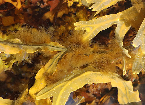 Elachista fucicola Growing on Fucus vesiculosus The ID is for the brown tufts growing on the larger seaweed blades. 

Habitat: Low tide zone Elachista,Elachista fucicola,Fucus,Fucus vesiculosus,Geotagged,Spring,United States,algae,brown algae,chromista,epiphyte,seaweed