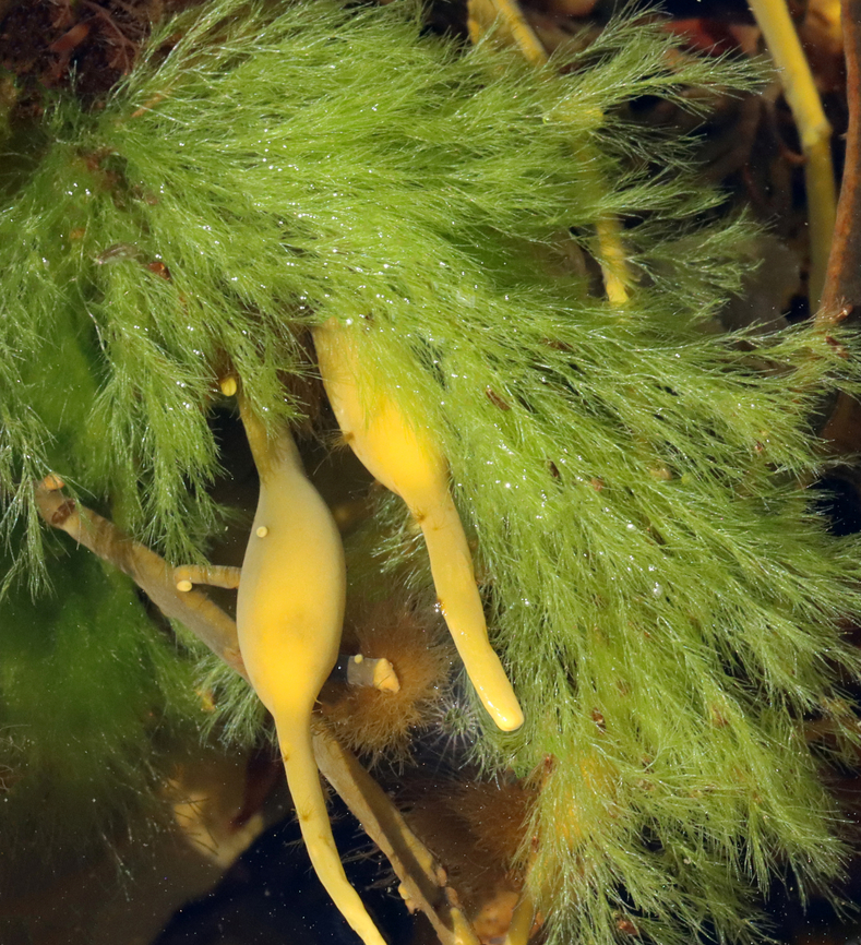 Cladophora rupestris *Tentative ID based on overall appearance, location, and its presence on A. nodosum*<br />
<br />
This weed was growing on Ascophyllum nodosum.<br />
<br />
Habitat: Low tide zone Chlorophyta,Cladophora,Cladophora rupestris,Geotagged,Spring,United States,algae,green algae,seaweed