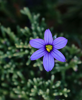 American Blue-eyed Grass - Sisyrinchium montanum Habitat: Atlantic coast American blue-eyed grass,Geotagged,Sisyrinchium,Sisyrinchium montanum,Spring,United States