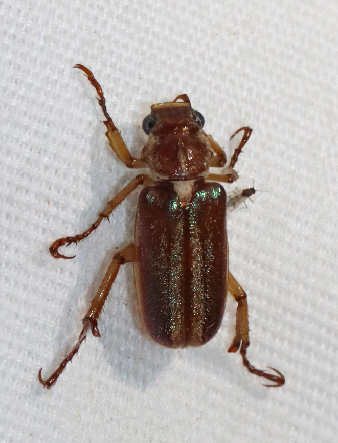 Lamellicorn Beetle - Dichelonyx albicollis This species is similar to D. linearis, but D. albicollis has a groove down the center of the pronotum, elytra faintly striped with pale setae, and males have a large, blunt spur on their hind tibia (as seen in this photo).<br />
<br />
Habitat: Attracted to a 365 + 395 nm LED light in a semi-rural area Dichelonyx,Dichelonyx albicollis,Geotagged,Lamellicorn Beetle,Scarabaeidae,Spring,United States,beetle,coleoptera