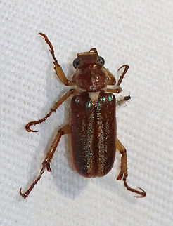 Lamellicorn Beetle - Dichelonyx albicollis This species is similar to D. linearis, but D. albicollis has a groove down the center of the pronotum, elytra faintly striped with pale setae, and males have a large, blunt spur on their hind tibia (as seen in this photo).

Habitat: Attracted to a 365 + 395 nm LED light in a semi-rural area Dichelonyx,Dichelonyx albicollis,Geotagged,Lamellicorn Beetle,Scarabaeidae,Spring,United States,beetle,coleoptera