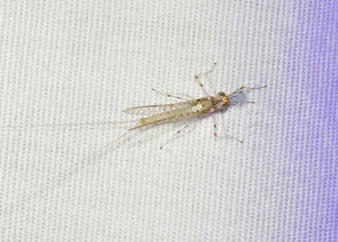 Mayfly - Maccaffertium modestum *Species ID is tentative<br />
<br />
Habitat: Attracted to a light; semi-rural area Geotagged,Maccaffertium,Maccaffertium modestum,Spring,United States,ephemeroptera,flatheaded mayfly,mayfly