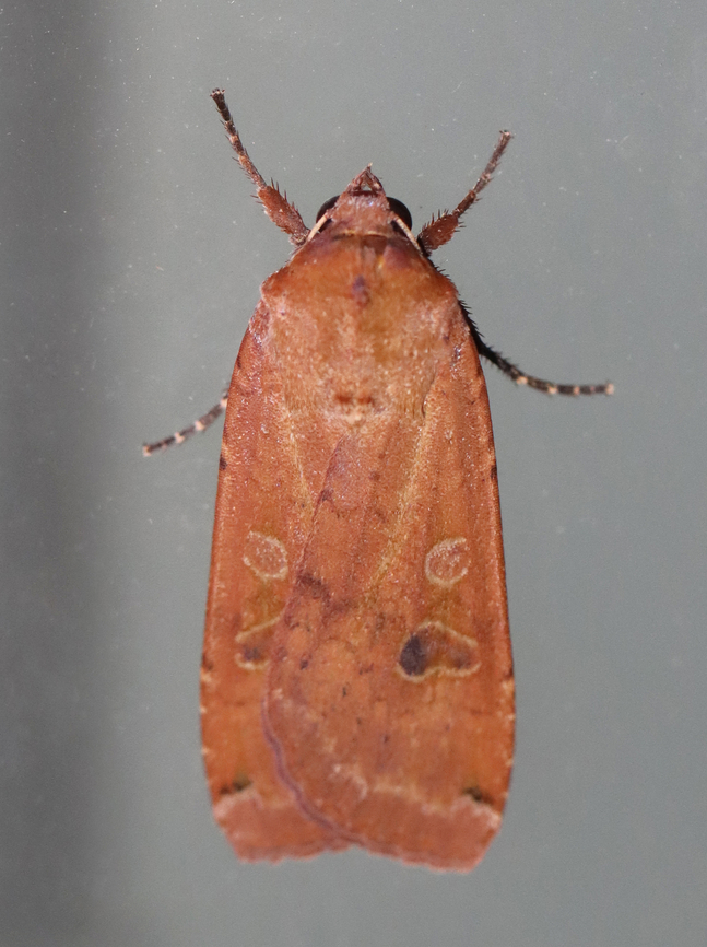 Large Yellow Underwing - Noctua pronuba Habitat: Attracted to 365+ 395 nm LED lights in a semi-rural area<br />
<br />
2022(23) Geotagged,Large yellow underwing,Noctua,Noctua pronuba,Noctuidae,Spring,United States,moth,underwing