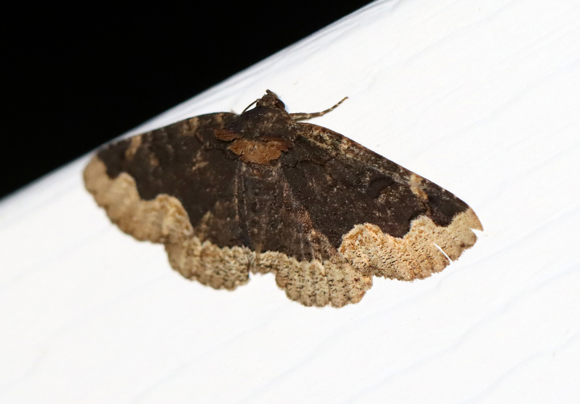 Horrid Zale - Zale horrida Habitat: Attracted to 365+ 395 nm LED lights in a semi-rural area<br />
<br />
2022(24) Geotagged,Spring,United States,Zale,Zale horrida,erebidae,horrid zale,moth