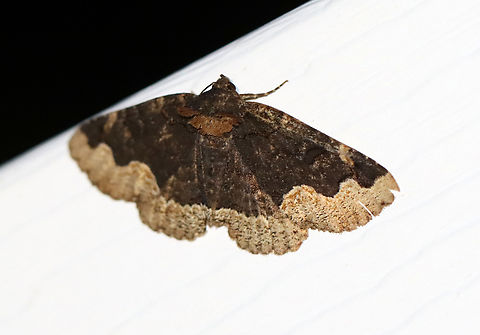 Horrid Zale - Zale horrida Habitat: Attracted to 365+ 395 nm LED lights in a semi-rural area

2022(24) Geotagged,Spring,United States,Zale,Zale horrida,erebidae,horrid zale,moth