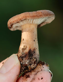 Fenugreek milkcap - Lactarius helvus Brownish cap with an inrolled margin. Cream-colored gills with short gills and leaked watery latex.

Habitat: Growing on rotting wood
https://www.jungledragon.com/image/136522/fenugreek_milkcap_-_lactarius_helvus.html
https://www.jungledragon.com/image/136524/fenugreek_milkcap_-_lactarius_helvus.html
https://www.jungledragon.com/image/136523/fenugreek_milkcap_-_lactarius_helvus.html Fenugreek milkcap,Geotagged,Lactarius,Lactarius helvus,Summer,United States,fungus,milkcap,mushroom