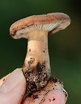 Fenugreek milkcap - Lactarius helvus Brownish cap with an inrolled margin. Cream-colored gills with short gills and leaked watery latex.<br />
<br />
Habitat: Growing on rotting wood<br />
https://www.jungledragon.com/image/136522/fenugreek_milkcap_-_lactarius_helvus.html<br />
https://www.jungledragon.com/image/136524/fenugreek_milkcap_-_lactarius_helvus.html<br />
https://www.jungledragon.com/image/136523/fenugreek_milkcap_-_lactarius_helvus.html Fenugreek milkcap,Geotagged,Lactarius,Lactarius helvus,Summer,United States,fungus,milkcap,mushroom