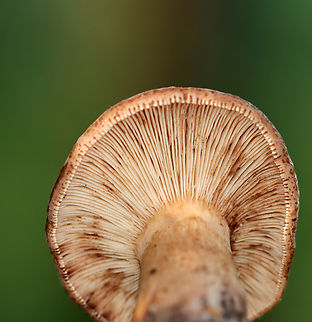 Fenugreek milkcap - Lactarius helvus Brownish cap with an inrolled margin. Cream-colored gills with short gills and leaked watery latex.

Habitat: Growing on rotting wood
https://www.jungledragon.com/image/136522/fenugreek_milkcap_-_lactarius_helvus.html
https://www.jungledragon.com/image/136524/fenugreek_milkcap_-_lactarius_helvus.html
https://www.jungledragon.com/image/136523/fenugreek_milkcap_-_lactarius_helvus.html Fenugreek milkcap,Geotagged,Lactarius helvus,Summer,United States