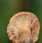 Fenugreek milkcap - Lactarius helvus Brownish cap with an inrolled margin. Cream-colored gills with short gills and leaked watery latex.<br />
<br />
Habitat: Growing on rotting wood<br />
https://www.jungledragon.com/image/136522/fenugreek_milkcap_-_lactarius_helvus.html<br />
https://www.jungledragon.com/image/136524/fenugreek_milkcap_-_lactarius_helvus.html<br />
https://www.jungledragon.com/image/136523/fenugreek_milkcap_-_lactarius_helvus.html Fenugreek milkcap,Geotagged,Lactarius helvus,Summer,United States
