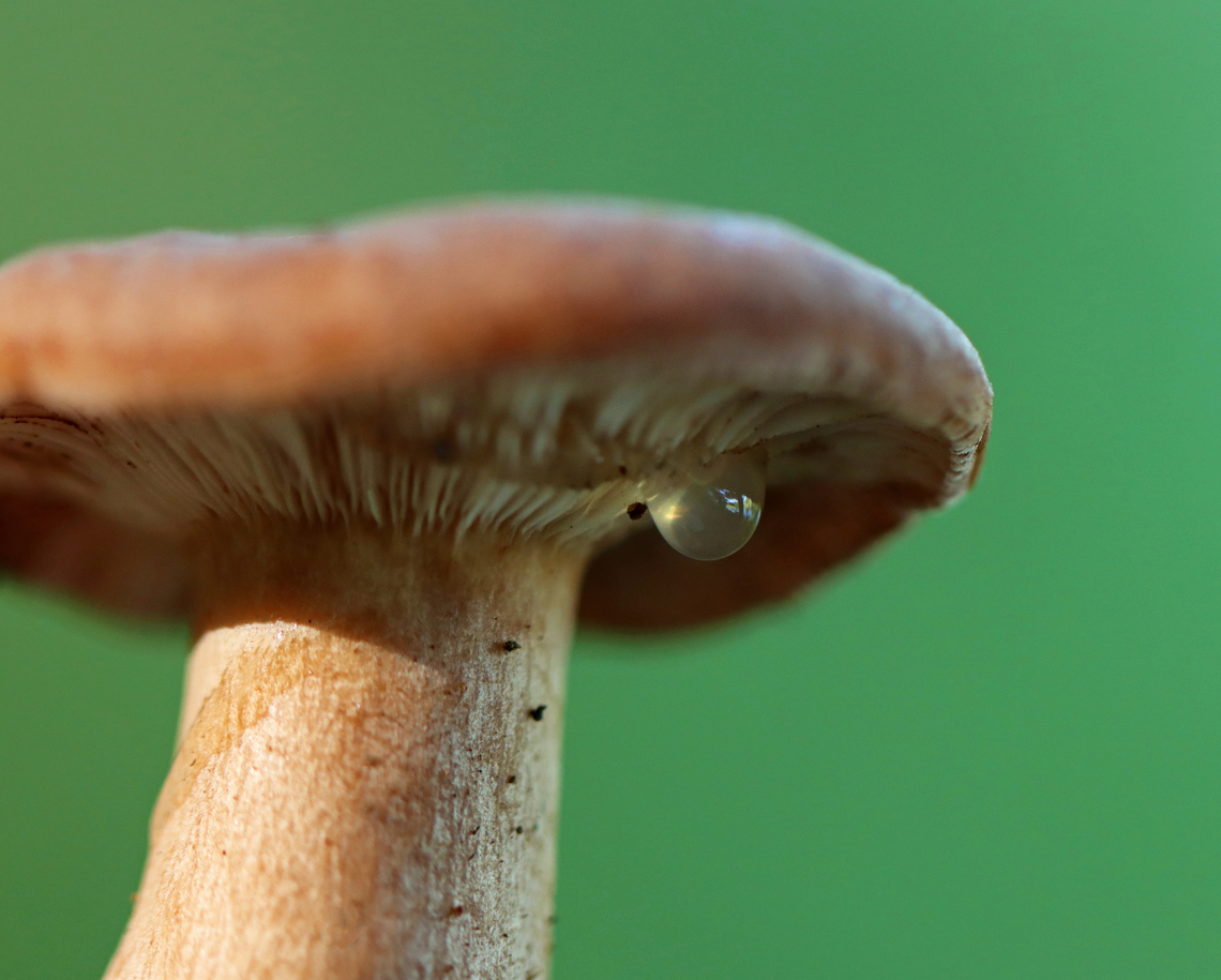 Fenugreek milkcap - Lactarius helvus Brownish cap with an inrolled margin. Cream-colored gills with short gills and leaked watery latex.<br />
<br />
Habitat: Growing on rotting wood<br />
<figure class="photo"><a href="https://www.jungledragon.com/image/136522/fenugreek_milkcap_-_lactarius_helvus.html" title="Fenugreek milkcap - Lactarius helvus"><img src="https://s3.amazonaws.com/media.jungledragon.com/images/3232/136522_thumb.jpg?AWSAccessKeyId=05GMT0V3GWVNE7GGM1R2&Expires=1767225610&Signature=pNZqkBX4t9DIdPYoLUfqUZXgCaM%3D" width="118" height="152" alt="Fenugreek milkcap - Lactarius helvus Brownish cap with an inrolled margin. Cream-colored gills with short gills and leaked watery latex.<br />
<br />
Habitat: Growing on rotting wood<br />
https://www.jungledragon.com/image/136522/fenugreek_milkcap_-_lactarius_helvus.html<br />
https://www.jungledragon.com/image/136524/fenugreek_milkcap_-_lactarius_helvus.html<br />
https://www.jungledragon.com/image/136523/fenugreek_milkcap_-_lactarius_helvus.html Fenugreek milkcap,Geotagged,Lactarius,Lactarius helvus,Summer,United States,fungus,milkcap,mushroom" /></a></figure><br />
<figure class="photo"><a href="https://www.jungledragon.com/image/136524/fenugreek_milkcap_-_lactarius_helvus.html" title="Fenugreek milkcap - Lactarius helvus"><img src="https://s3.amazonaws.com/media.jungledragon.com/images/3232/136524_thumb.jpg?AWSAccessKeyId=05GMT0V3GWVNE7GGM1R2&Expires=1767225610&Signature=8gP5fuF0YXXKweyCXm7Tkp7OUgo%3D" width="200" height="162" alt="Fenugreek milkcap - Lactarius helvus Brownish cap with an inrolled margin. Cream-colored gills with short gills and leaked watery latex.<br />
<br />
Habitat: Growing on rotting wood<br />
https://www.jungledragon.com/image/136522/fenugreek_milkcap_-_lactarius_helvus.html<br />
https://www.jungledragon.com/image/136524/fenugreek_milkcap_-_lactarius_helvus.html<br />
https://www.jungledragon.com/image/136523/fenugreek_milkcap_-_lactarius_helvus.html Fenugreek milkcap,Geotagged,Lactarius helvus,Summer,United States,guttation" /></a></figure><br />
<figure class="photo"><a href="https://www.jungledragon.com/image/136523/fenugreek_milkcap_-_lactarius_helvus.html" title="Fenugreek milkcap - Lactarius helvus"><img src="https://s3.amazonaws.com/media.jungledragon.com/images/3232/136523_thumb.jpg?AWSAccessKeyId=05GMT0V3GWVNE7GGM1R2&Expires=1767225610&Signature=r4uH4OM%2BKoGJxdBjKJqea0pkVR0%3D" width="148" height="152" alt="Fenugreek milkcap - Lactarius helvus Brownish cap with an inrolled margin. Cream-colored gills with short gills and leaked watery latex.<br />
<br />
Habitat: Growing on rotting wood<br />
https://www.jungledragon.com/image/136522/fenugreek_milkcap_-_lactarius_helvus.html<br />
https://www.jungledragon.com/image/136524/fenugreek_milkcap_-_lactarius_helvus.html<br />
https://www.jungledragon.com/image/136523/fenugreek_milkcap_-_lactarius_helvus.html Fenugreek milkcap,Geotagged,Lactarius helvus,Summer,United States" /></a></figure> Fenugreek milkcap,Geotagged,Lactarius helvus,Summer,United States,guttation