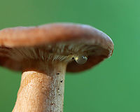 Fenugreek milkcap - Lactarius helvus Brownish cap with an inrolled margin. Cream-colored gills with short gills and leaked watery latex.<br />
<br />
Habitat: Growing on rotting wood<br />
https://www.jungledragon.com/image/136522/fenugreek_milkcap_-_lactarius_helvus.html<br />
https://www.jungledragon.com/image/136524/fenugreek_milkcap_-_lactarius_helvus.html<br />
https://www.jungledragon.com/image/136523/fenugreek_milkcap_-_lactarius_helvus.html Fenugreek milkcap,Geotagged,Lactarius helvus,Summer,United States,guttation