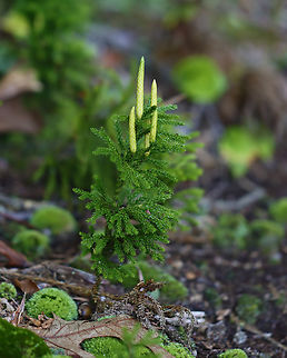 Rare Clubmoss - Dendrolycopodium obscurum This plant has a superficial resemblance to conifers. However, it is much smaller and the above ground parts rarely reach more 15 cm tall. The main stem is a creeping rhizome that grows below ground. 

The harvest of rare clubmoss has caused it to become threatened in several areas. 

Habitat: Mixed forest Dendrolycopodium,Dendrolycopodium obscurum,Geotagged,Rare Clubmoss,Summer,United States,clubmoss