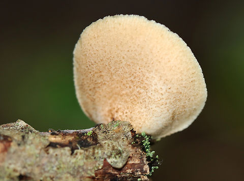 Soft Slipper - Crepidotus mollis Habitat: Growing on a stick; mixed forest
https://www.jungledragon.com/image/136527/soft_slipper_-_crepidotus_mollis.html Crepidotus mollis,Geotagged,Soft Slipper,Summer,United States
