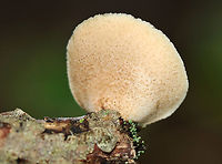 Soft Slipper - Crepidotus mollis Habitat: Growing on a stick; mixed forest<br />
https://www.jungledragon.com/image/136527/soft_slipper_-_crepidotus_mollis.html Crepidotus mollis,Geotagged,Soft Slipper,Summer,United States