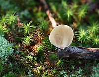 Soft Slipper - Crepidotus mollis Habitat: Growing on a stick; mixed forest<br />
https://www.jungledragon.com/image/136526/soft_slipper_-_crepidotus_mollis.html Crepidotus mollis,Fungus,Geotagged,Soft Slipper,Summer,United States,crepidotus,mushroom
