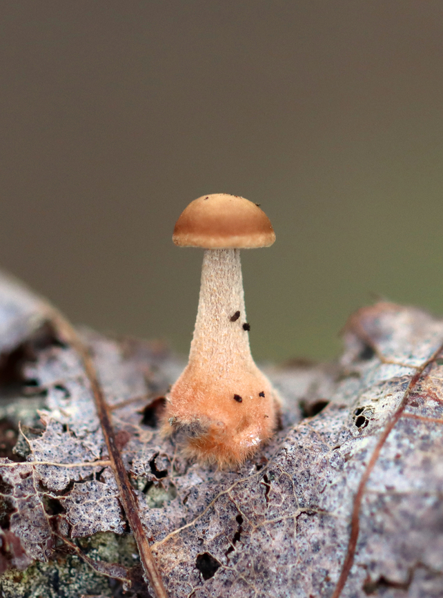 Mushroom - Agaricales This small, gilled mushroom was growing on a decaying leaf (probably oak).<br />
<br />
Habitat: Mixed forest<br />
<figure class="photo"><a href="https://www.jungledragon.com/image/136529/mushroom_-_agaricales.html" title="Mushroom - Agaricales"><img src="https://s3.amazonaws.com/media.jungledragon.com/images/3232/136529_thumb.jpg?AWSAccessKeyId=05GMT0V3GWVNE7GGM1R2&Expires=1759968010&Signature=p%2Fk%2FAkBiS5rH5qo8MVGxCZWwDCY%3D" width="200" height="152" alt="Mushroom - Agaricales This small, gilled mushroom was growing on a decaying leaf (probably oak).<br />
<br />
Habitat: Mixed forest<br />
https://www.jungledragon.com/image/136528/mushroom_-_agaricales.html Geotagged,Summer,United States,agaricales,fungus,mushroom" /></a></figure> Geotagged,Summer,United States