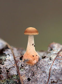 Mushroom - Agaricales This small, gilled mushroom was growing on a decaying leaf (probably oak).

Habitat: Mixed forest
https://www.jungledragon.com/image/136529/mushroom_-_agaricales.html Geotagged,Summer,United States