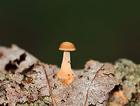 Mushroom - Agaricales This small, gilled mushroom was growing on a decaying leaf (probably oak).<br />
<br />
Habitat: Mixed forest<br />
https://www.jungledragon.com/image/136528/mushroom_-_agaricales.html Geotagged,Summer,United States,agaricales,fungus,mushroom
