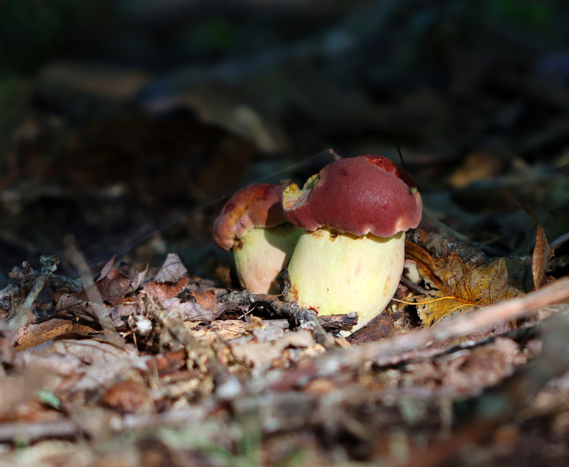 Mushroom - Lanmaoa sp. Bruised blue with a slight touch.<br />
<br />
Habitat: Mixed forest<br />
<figure class="photo"><a href="https://www.jungledragon.com/image/136530/mushroom_-_lanmaoa_sp.html" title="Mushroom - Lanmaoa sp."><img src="https://s3.amazonaws.com/media.jungledragon.com/images/3232/136530_thumb.jpg?AWSAccessKeyId=05GMT0V3GWVNE7GGM1R2&Expires=1759968010&Signature=ti8BqqoF5YBp1zu9b33ZJV8a12w%3D" width="200" height="166" alt="Mushroom - Lanmaoa sp. Bruised blue with a slight touch.<br />
<br />
Habitat: Mixed forest<br />
https://www.jungledragon.com/image/136530/mushroom_-_lanmaoa_sp.html<br />
https://www.jungledragon.com/image/136532/mushroom_-_lanmaoa_sp.html<br />
https://www.jungledragon.com/image/136531/mushroom_-_lanmaoa_sp.html Geotagged,Summer,United States" /></a></figure><br />
<figure class="photo"><a href="https://www.jungledragon.com/image/136532/mushroom_-_lanmaoa_sp.html" title="Mushroom - Lanmaoa sp."><img src="https://s3.amazonaws.com/media.jungledragon.com/images/3232/136532_thumb.jpg?AWSAccessKeyId=05GMT0V3GWVNE7GGM1R2&Expires=1759968010&Signature=exgUYlHjxleMmNQIqcR4aFqPcRs%3D" width="200" height="134" alt="Mushroom - Lanmaoa sp. Bruised blue with a slight touch.<br />
<br />
Habitat: Mixed forest<br />
https://www.jungledragon.com/image/136530/mushroom_-_lanmaoa_sp.html<br />
https://www.jungledragon.com/image/136532/mushroom_-_lanmaoa_sp.html<br />
https://www.jungledragon.com/image/136531/mushroom_-_lanmaoa_sp.html Geotagged,Summer,United States" /></a></figure><br />
<figure class="photo"><a href="https://www.jungledragon.com/image/136531/mushroom_-_lanmaoa_sp.html" title="Mushroom - Lanmaoa sp."><img src="https://s3.amazonaws.com/media.jungledragon.com/images/3232/136531_thumb.jpg?AWSAccessKeyId=05GMT0V3GWVNE7GGM1R2&Expires=1759968010&Signature=3NncZ0MNTkOtXxVhlIDisdiQv8E%3D" width="106" height="152" alt="Mushroom - Lanmaoa sp. Bruised blue with a slight touch.<br />
<br />
Habitat: Mixed forest<br />
https://www.jungledragon.com/image/136530/mushroom_-_lanmaoa_sp.html<br />
https://www.jungledragon.com/image/136532/mushroom_-_lanmaoa_sp.html<br />
https://www.jungledragon.com/image/136531/mushroom_-_lanmaoa_sp.html Geotagged,Summer,United States,bolete,fungus,lanmaoa,mushroom" /></a></figure> Geotagged,Summer,United States
