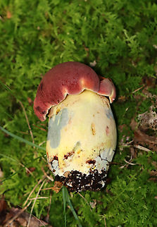 Mushroom - Lanmaoa sp. Bruised blue with a slight touch.

Habitat: Mixed forest
https://www.jungledragon.com/image/136530/mushroom_-_lanmaoa_sp.html
https://www.jungledragon.com/image/136532/mushroom_-_lanmaoa_sp.html
https://www.jungledragon.com/image/136531/mushroom_-_lanmaoa_sp.html Geotagged,Summer,United States,bolete,fungus,lanmaoa,mushroom