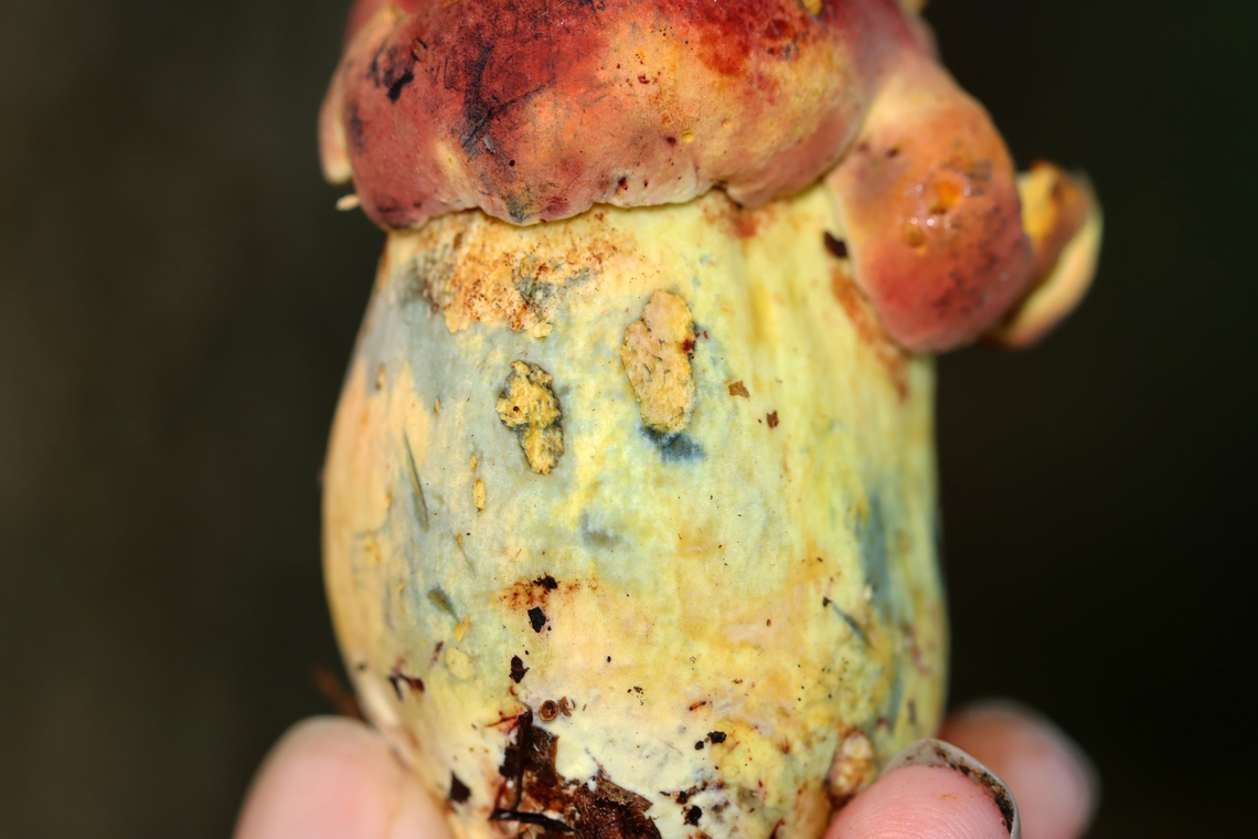 Mushroom - Lanmaoa sp. Bruised blue with a slight touch.<br />
<br />
Habitat: Mixed forest<br />
<figure class="photo"><a href="https://www.jungledragon.com/image/136530/mushroom_-_lanmaoa_sp.html" title="Mushroom - Lanmaoa sp."><img src="https://s3.amazonaws.com/media.jungledragon.com/images/3232/136530_thumb.jpg?AWSAccessKeyId=05GMT0V3GWVNE7GGM1R2&Expires=1769040010&Signature=X6OzDpwxCwSqlytEsSk5axnwJFs%3D" width="200" height="166" alt="Mushroom - Lanmaoa sp. Bruised blue with a slight touch.<br />
<br />
Habitat: Mixed forest<br />
https://www.jungledragon.com/image/136530/mushroom_-_lanmaoa_sp.html<br />
https://www.jungledragon.com/image/136532/mushroom_-_lanmaoa_sp.html<br />
https://www.jungledragon.com/image/136531/mushroom_-_lanmaoa_sp.html Geotagged,Summer,United States" /></a></figure><br />
<figure class="photo"><a href="https://www.jungledragon.com/image/136532/mushroom_-_lanmaoa_sp.html" title="Mushroom - Lanmaoa sp."><img src="https://s3.amazonaws.com/media.jungledragon.com/images/3232/136532_thumb.jpg?AWSAccessKeyId=05GMT0V3GWVNE7GGM1R2&Expires=1769040010&Signature=1ShJm%2FdQvYg6Z2Yyzf8zLn2ISs4%3D" width="200" height="134" alt="Mushroom - Lanmaoa sp. Bruised blue with a slight touch.<br />
<br />
Habitat: Mixed forest<br />
https://www.jungledragon.com/image/136530/mushroom_-_lanmaoa_sp.html<br />
https://www.jungledragon.com/image/136532/mushroom_-_lanmaoa_sp.html<br />
https://www.jungledragon.com/image/136531/mushroom_-_lanmaoa_sp.html Geotagged,Summer,United States" /></a></figure><br />
<figure class="photo"><a href="https://www.jungledragon.com/image/136531/mushroom_-_lanmaoa_sp.html" title="Mushroom - Lanmaoa sp."><img src="https://s3.amazonaws.com/media.jungledragon.com/images/3232/136531_thumb.jpg?AWSAccessKeyId=05GMT0V3GWVNE7GGM1R2&Expires=1769040010&Signature=iPljTZ3uW3NvxmfeCAs3eECrGl0%3D" width="106" height="152" alt="Mushroom - Lanmaoa sp. Bruised blue with a slight touch.<br />
<br />
Habitat: Mixed forest<br />
https://www.jungledragon.com/image/136530/mushroom_-_lanmaoa_sp.html<br />
https://www.jungledragon.com/image/136532/mushroom_-_lanmaoa_sp.html<br />
https://www.jungledragon.com/image/136531/mushroom_-_lanmaoa_sp.html Geotagged,Summer,United States,bolete,fungus,lanmaoa,mushroom" /></a></figure> Geotagged,Summer,United States