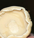 Mushroom - Family Boletaceae Habitat: Growing on the ground; mixed forest<br />
https://www.jungledragon.com/image/136533/mushroom_-_family_boletaceae.html<br />
https://www.jungledragon.com/image/136535/mushroom_-_family_boletaceae.html<br />
https://www.jungledragon.com/image/136534/mushroom_-_family_boletaceae.html Geotagged,Summer,United States