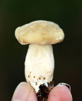 Mushroom - Family Boletaceae Habitat: Growing on the ground; mixed forest
https://www.jungledragon.com/image/136533/mushroom_-_family_boletaceae.html
https://www.jungledragon.com/image/136535/mushroom_-_family_boletaceae.html
https://www.jungledragon.com/image/136534/mushroom_-_family_boletaceae.html Geotagged,Summer,United States,bolete,fungus,mushroom