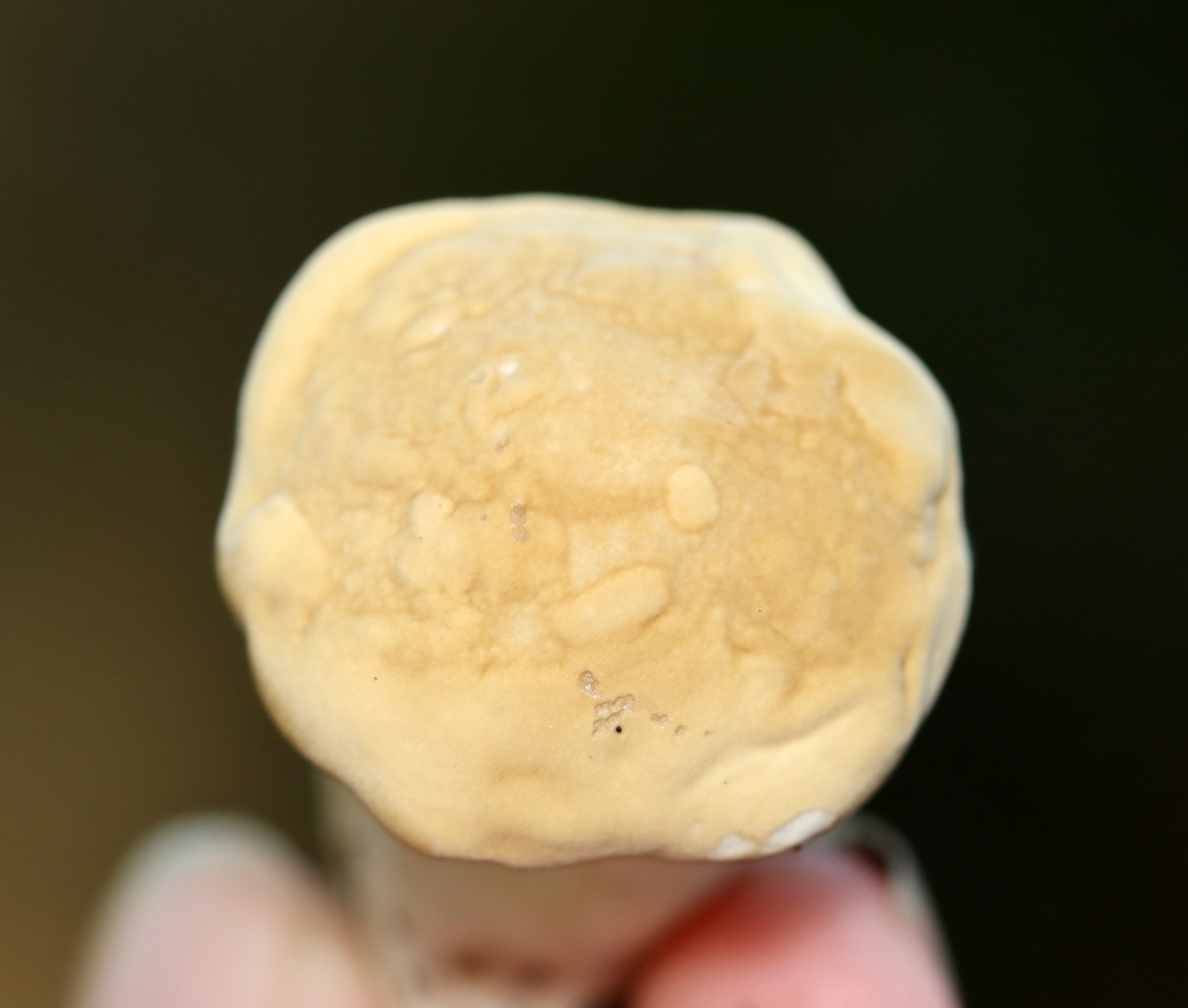 Mushroom - Family Boletaceae Habitat: Growing on the ground; mixed forest<br />
<figure class="photo"><a href="https://www.jungledragon.com/image/136533/mushroom_-_family_boletaceae.html" title="Mushroom - Family Boletaceae"><img src="https://s3.amazonaws.com/media.jungledragon.com/images/3232/136533_thumb.jpg?AWSAccessKeyId=05GMT0V3GWVNE7GGM1R2&Expires=1769040010&Signature=S5QH83ecaZn0d8W8CJOfiOR7aio%3D" width="136" height="152" alt="Mushroom - Family Boletaceae Habitat: Growing on the ground; mixed forest<br />
https://www.jungledragon.com/image/136533/mushroom_-_family_boletaceae.html<br />
https://www.jungledragon.com/image/136535/mushroom_-_family_boletaceae.html<br />
https://www.jungledragon.com/image/136534/mushroom_-_family_boletaceae.html Geotagged,Summer,United States" /></a></figure><br />
<figure class="photo"><a href="https://www.jungledragon.com/image/136535/mushroom_-_family_boletaceae.html" title="Mushroom - Family Boletaceae"><img src="https://s3.amazonaws.com/media.jungledragon.com/images/3232/136535_thumb.jpg?AWSAccessKeyId=05GMT0V3GWVNE7GGM1R2&Expires=1769040010&Signature=Mq29dOy%2B9MBnRy%2B412igHVDDQPw%3D" width="200" height="170" alt="Mushroom - Family Boletaceae Habitat: Growing on the ground; mixed forest<br />
https://www.jungledragon.com/image/136533/mushroom_-_family_boletaceae.html<br />
https://www.jungledragon.com/image/136535/mushroom_-_family_boletaceae.html<br />
https://www.jungledragon.com/image/136534/mushroom_-_family_boletaceae.html Geotagged,Summer,United States" /></a></figure><br />
<figure class="photo"><a href="https://www.jungledragon.com/image/136534/mushroom_-_family_boletaceae.html" title="Mushroom - Family Boletaceae"><img src="https://s3.amazonaws.com/media.jungledragon.com/images/3232/136534_thumb.jpg?AWSAccessKeyId=05GMT0V3GWVNE7GGM1R2&Expires=1769040010&Signature=TrSZc8iI42z2fWzpil6saEiWEOE%3D" width="126" height="152" alt="Mushroom - Family Boletaceae Habitat: Growing on the ground; mixed forest<br />
https://www.jungledragon.com/image/136533/mushroom_-_family_boletaceae.html<br />
https://www.jungledragon.com/image/136535/mushroom_-_family_boletaceae.html<br />
https://www.jungledragon.com/image/136534/mushroom_-_family_boletaceae.html Geotagged,Summer,United States,bolete,fungus,mushroom" /></a></figure> Geotagged,Summer,United States