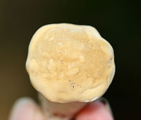 Mushroom - Family Boletaceae Habitat: Growing on the ground; mixed forest<br />
https://www.jungledragon.com/image/136533/mushroom_-_family_boletaceae.html<br />
https://www.jungledragon.com/image/136535/mushroom_-_family_boletaceae.html<br />
https://www.jungledragon.com/image/136534/mushroom_-_family_boletaceae.html Geotagged,Summer,United States