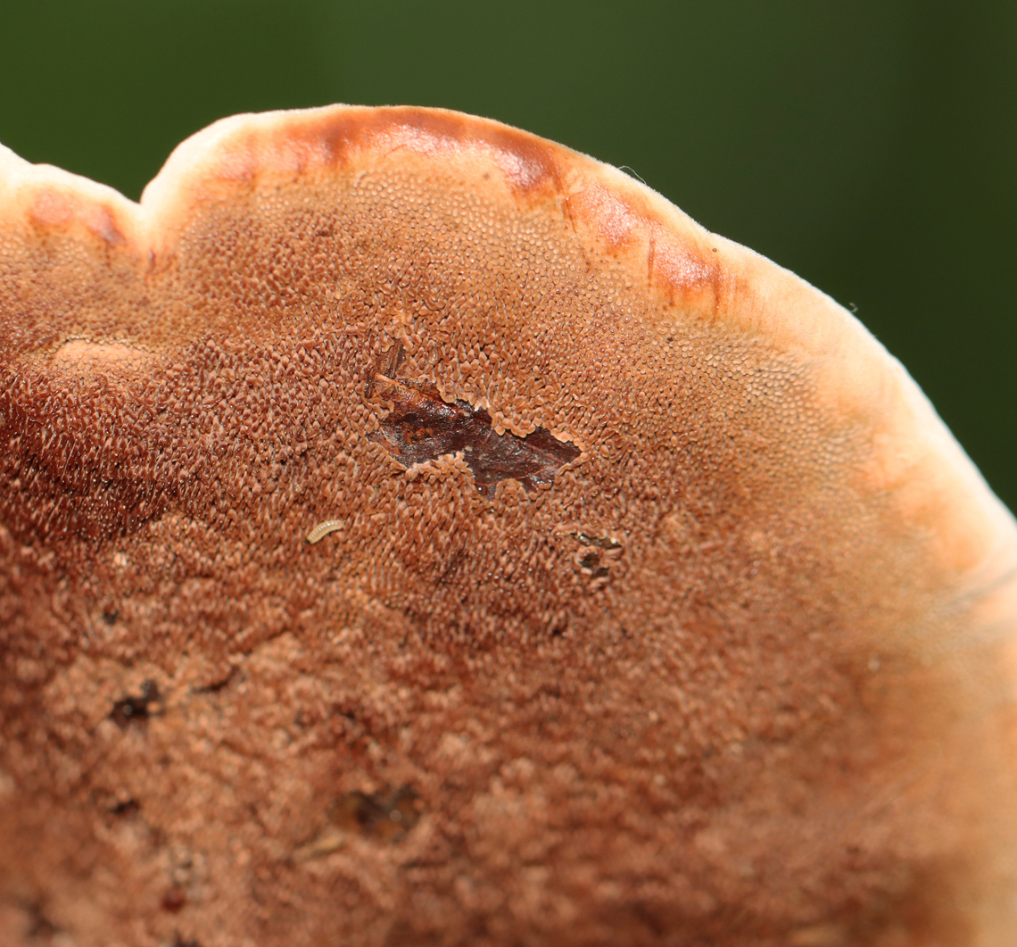 Zoned Hydnellum - Hydnellum concrescens Growing on the ground; mixed forest<br />
<figure class="photo"><a href="https://www.jungledragon.com/image/136536/zoned_hydnellum_-_hydnellum_concrescens.html" title="Zoned Hydnellum - Hydnellum concrescens"><img src="https://s3.amazonaws.com/media.jungledragon.com/images/3232/136536_thumb.jpg?AWSAccessKeyId=05GMT0V3GWVNE7GGM1R2&Expires=1767225610&Signature=wNZBkqxoBux8o3O9Um68GK6LiV4%3D" width="200" height="188" alt="Zoned Hydnellum - Hydnellum concrescens Growing on the ground; mixed forest<br />
https://www.jungledragon.com/image/136536/zoned_hydnellum_-_hydnellum_concrescens.html<br />
https://www.jungledragon.com/image/136538/zoned_hydnellum_-_hydnellum_concrescens.html<br />
https://www.jungledragon.com/image/136537/zoned_hydnellum_-_hydnellum_concrescens.html Geotagged,Hydnellum concrescens,Summer,United States" /></a></figure><br />
<figure class="photo"><a href="https://www.jungledragon.com/image/136538/zoned_hydnellum_-_hydnellum_concrescens.html" title="Zoned Hydnellum - Hydnellum concrescens"><img src="https://s3.amazonaws.com/media.jungledragon.com/images/3232/136538_thumb.jpg?AWSAccessKeyId=05GMT0V3GWVNE7GGM1R2&Expires=1767225610&Signature=NsnowBwWAOId6b4xncnXRy27wys%3D" width="102" height="152" alt="Zoned Hydnellum - Hydnellum concrescens Growing on the ground; mixed forest<br />
https://www.jungledragon.com/image/136536/zoned_hydnellum_-_hydnellum_concrescens.html<br />
https://www.jungledragon.com/image/136538/zoned_hydnellum_-_hydnellum_concrescens.html<br />
https://www.jungledragon.com/image/136537/zoned_hydnellum_-_hydnellum_concrescens.html Geotagged,Hydnellum concrescens,Summer,United States" /></a></figure><br />
<figure class="photo"><a href="https://www.jungledragon.com/image/136537/zoned_hydnellum_-_hydnellum_concrescens.html" title="Zoned Hydnellum - Hydnellum concrescens"><img src="https://s3.amazonaws.com/media.jungledragon.com/images/3232/136537_thumb.jpg?AWSAccessKeyId=05GMT0V3GWVNE7GGM1R2&Expires=1767225610&Signature=gde1YRIebWWg1x4qeqOwbPIByRU%3D" width="200" height="164" alt="Zoned Hydnellum - Hydnellum concrescens Growing on the ground; mixed forest<br />
https://www.jungledragon.com/image/136536/zoned_hydnellum_-_hydnellum_concrescens.html<br />
https://www.jungledragon.com/image/136538/zoned_hydnellum_-_hydnellum_concrescens.html<br />
https://www.jungledragon.com/image/136537/zoned_hydnellum_-_hydnellum_concrescens.html Geotagged,Hydnellum,Hydnellum concrescens,Summer,United States,bankeraceae,fungus,mushroom" /></a></figure> Geotagged,Hydnellum concrescens,Summer,United States