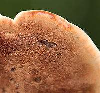 Zoned Hydnellum - Hydnellum concrescens Growing on the ground; mixed forest<br />
https://www.jungledragon.com/image/136536/zoned_hydnellum_-_hydnellum_concrescens.html<br />
https://www.jungledragon.com/image/136538/zoned_hydnellum_-_hydnellum_concrescens.html<br />
https://www.jungledragon.com/image/136537/zoned_hydnellum_-_hydnellum_concrescens.html Geotagged,Hydnellum concrescens,Summer,United States