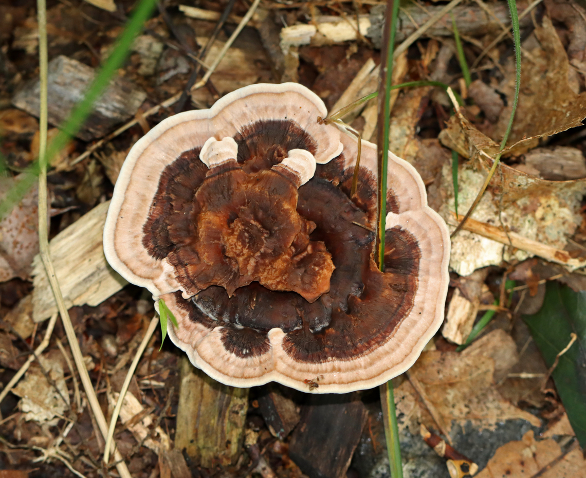 Zoned Hydnellum - Hydnellum concrescens Growing on the ground; mixed forest<br />
<figure class="photo"><a href="https://www.jungledragon.com/image/136536/zoned_hydnellum_-_hydnellum_concrescens.html" title="Zoned Hydnellum - Hydnellum concrescens"><img src="https://s3.amazonaws.com/media.jungledragon.com/images/3232/136536_thumb.jpg?AWSAccessKeyId=05GMT0V3GWVNE7GGM1R2&Expires=1759968010&Signature=YjYvpePuP%2BeKYUhWTuGM3VUn5os%3D" width="200" height="188" alt="Zoned Hydnellum - Hydnellum concrescens Growing on the ground; mixed forest<br />
https://www.jungledragon.com/image/136536/zoned_hydnellum_-_hydnellum_concrescens.html<br />
https://www.jungledragon.com/image/136538/zoned_hydnellum_-_hydnellum_concrescens.html<br />
https://www.jungledragon.com/image/136537/zoned_hydnellum_-_hydnellum_concrescens.html Geotagged,Hydnellum concrescens,Summer,United States" /></a></figure><br />
<figure class="photo"><a href="https://www.jungledragon.com/image/136538/zoned_hydnellum_-_hydnellum_concrescens.html" title="Zoned Hydnellum - Hydnellum concrescens"><img src="https://s3.amazonaws.com/media.jungledragon.com/images/3232/136538_thumb.jpg?AWSAccessKeyId=05GMT0V3GWVNE7GGM1R2&Expires=1759968010&Signature=cfW3nRVUALlC0TSx9dB6aRbmM7A%3D" width="102" height="152" alt="Zoned Hydnellum - Hydnellum concrescens Growing on the ground; mixed forest<br />
https://www.jungledragon.com/image/136536/zoned_hydnellum_-_hydnellum_concrescens.html<br />
https://www.jungledragon.com/image/136538/zoned_hydnellum_-_hydnellum_concrescens.html<br />
https://www.jungledragon.com/image/136537/zoned_hydnellum_-_hydnellum_concrescens.html Geotagged,Hydnellum concrescens,Summer,United States" /></a></figure><br />
<figure class="photo"><a href="https://www.jungledragon.com/image/136537/zoned_hydnellum_-_hydnellum_concrescens.html" title="Zoned Hydnellum - Hydnellum concrescens"><img src="https://s3.amazonaws.com/media.jungledragon.com/images/3232/136537_thumb.jpg?AWSAccessKeyId=05GMT0V3GWVNE7GGM1R2&Expires=1759968010&Signature=ZD%2FaTrGLq%2B0NEuYs7pgJxyRt4pE%3D" width="200" height="164" alt="Zoned Hydnellum - Hydnellum concrescens Growing on the ground; mixed forest<br />
https://www.jungledragon.com/image/136536/zoned_hydnellum_-_hydnellum_concrescens.html<br />
https://www.jungledragon.com/image/136538/zoned_hydnellum_-_hydnellum_concrescens.html<br />
https://www.jungledragon.com/image/136537/zoned_hydnellum_-_hydnellum_concrescens.html Geotagged,Hydnellum,Hydnellum concrescens,Summer,United States,bankeraceae,fungus,mushroom" /></a></figure> Geotagged,Hydnellum,Hydnellum concrescens,Summer,United States,bankeraceae,fungus,mushroom