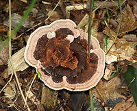 Zoned Hydnellum - Hydnellum concrescens Growing on the ground; mixed forest<br />
https://www.jungledragon.com/image/136536/zoned_hydnellum_-_hydnellum_concrescens.html<br />
https://www.jungledragon.com/image/136538/zoned_hydnellum_-_hydnellum_concrescens.html<br />
https://www.jungledragon.com/image/136537/zoned_hydnellum_-_hydnellum_concrescens.html Geotagged,Hydnellum,Hydnellum concrescens,Summer,United States,bankeraceae,fungus,mushroom
